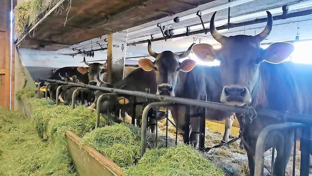 Während 2024 noch ke Während 2024 noch kein Impfstoff zur Verfügung stand, können Betriebe ihre Tiere nun impfen. Die hohe Nachfrage führte aktuell jedoch zu einem Engpass.