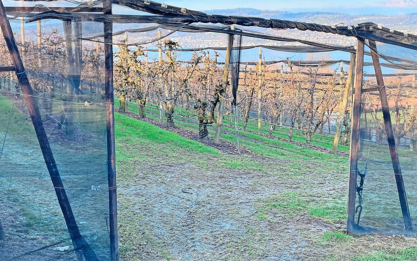 Mithilfe einer Checkliste können Tafelkirschen und -zwetschgen Produzenten aus einer Vielzahl von Massnahmen zur Erfüllung des Branchenstandards auswählen.  