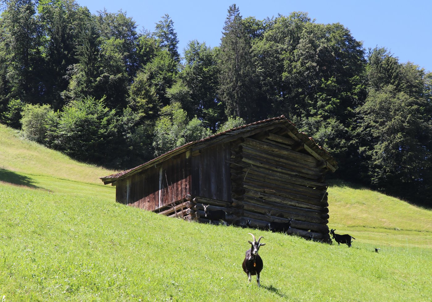 Wer kommt denn da mitten am Tag vorbei? Strahlenziege Rehli als freudige «Empfangsdame». (Bild lid/Ann Schärer) 