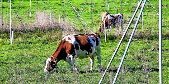 Das Bauen auf die grüne Wiese soll gebremst werden. (Bild SBV)