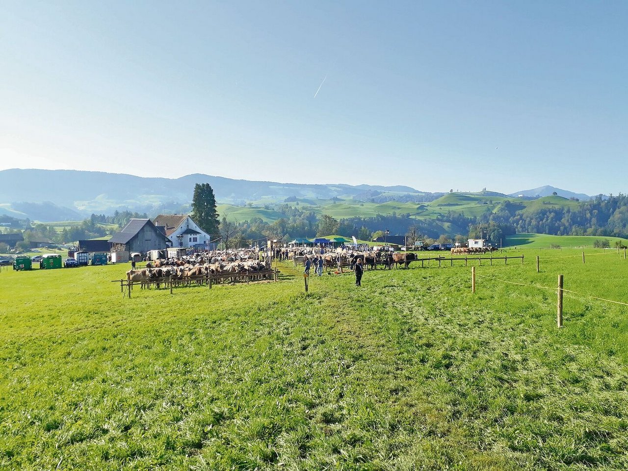 Die Viehschau im zürcherischen Hirzel findet jedes Jahr im Rothus statt. Das Wetter zeigte sich heuer von der Sonnenseite, die malerische Landschaft bot die perfekte Kulisse für die Schau.