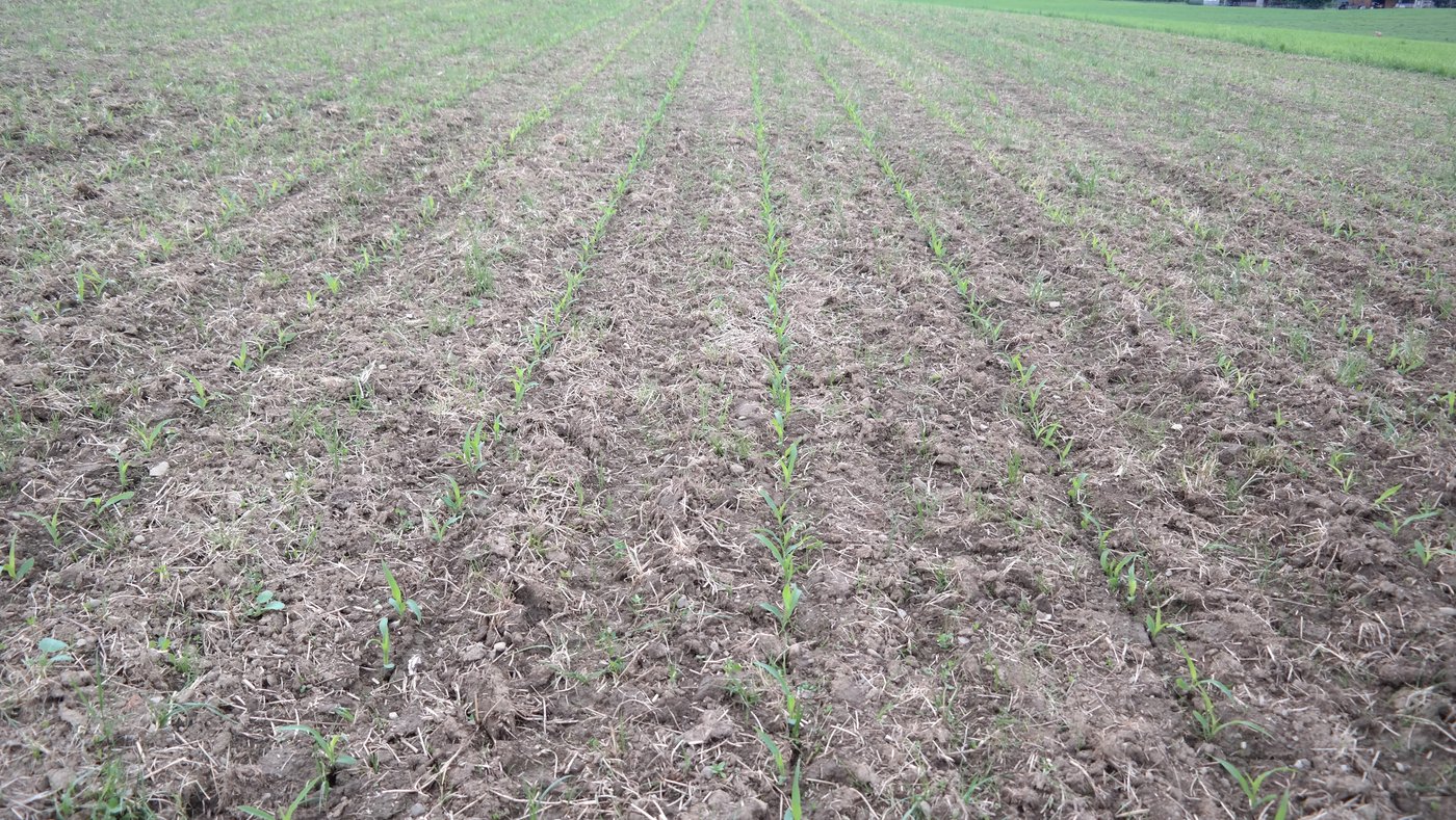 Mais mit Strip-Till-Verfahren