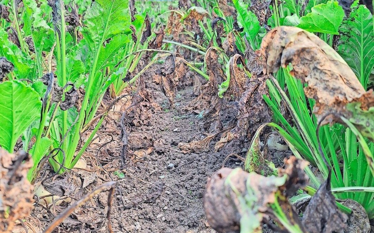 Weil sich die Resistenz von Cercospora auf einem einzigen Gen befindet, sind die CR+-Sorten laut Luzi Schneider nur schlecht abgesichert. 