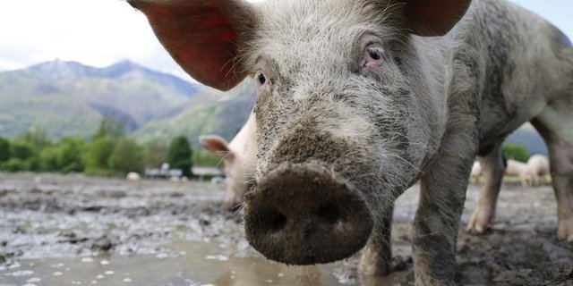 Die Schweizer Branche setzt nicht auf extreme Leistungen. Das kommt der Suisag nun zugute, da auch in anderen Ländern ein Umdenken erfolgt. (Bild ji) 