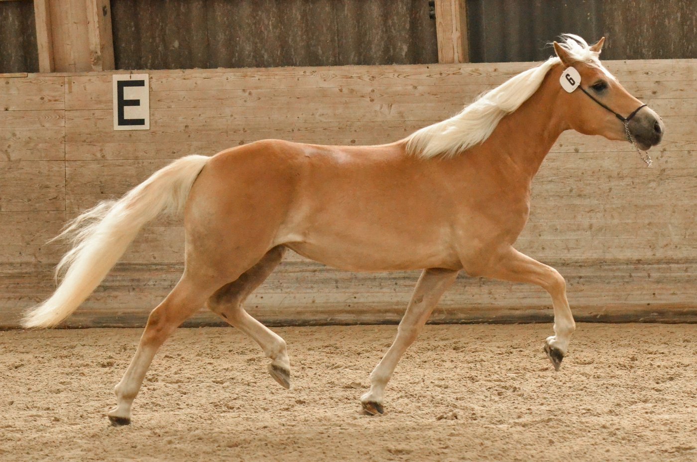 Kategorisiert mit dem Prädikat "Miss Schweiz“ wurde die Jungstute in Klasse IB, beurteilt mit zweimal "sehr gut" in Typ und Adel und im Trab und dreimal ein "gut".  