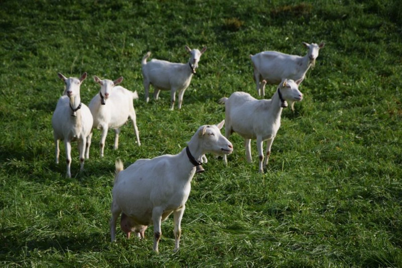 Ziegen können Gefühle über das Meckern zeigen. (Bild BauZ)