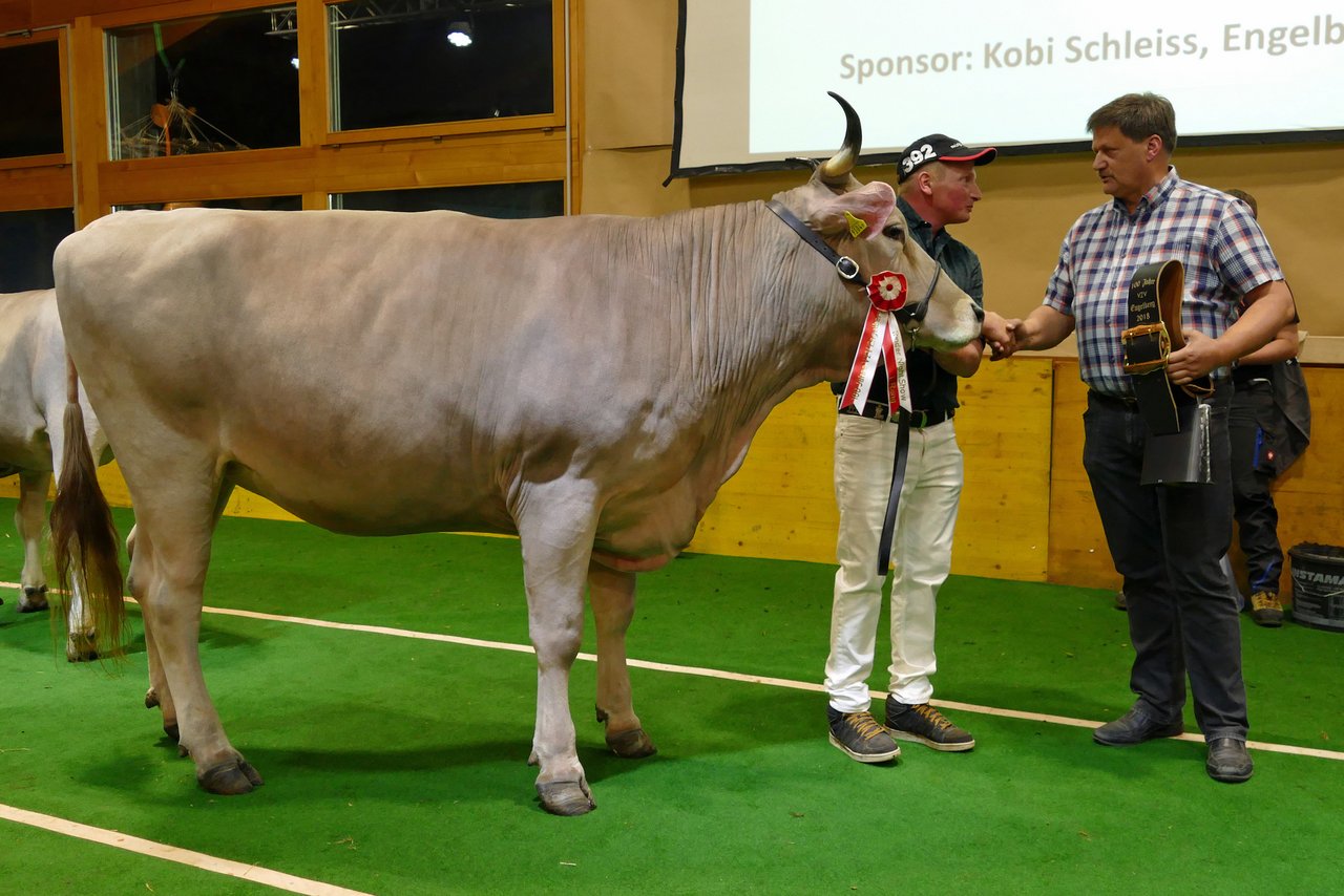 Rosela von Jungzüchter Florian Schäli beim Champion beim Originalbraunvieh an der Rinder-Night-Show.