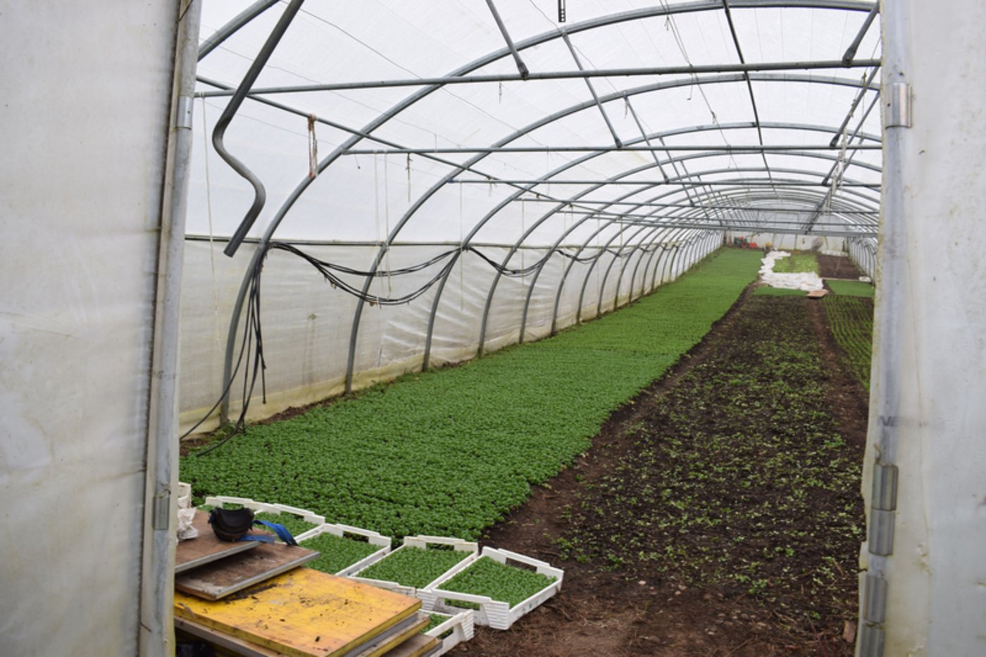 Im Winter eine willkommenen Vitaminbombe - der Nüsslersalat. Er wächst bestens auf Camprads Bio-Plantage. 