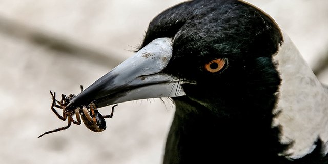 Vögel fressen ähnlich viel Insekten, wie wir Menschen Fleisch verspeisen. (Symbolbild Pixabay)