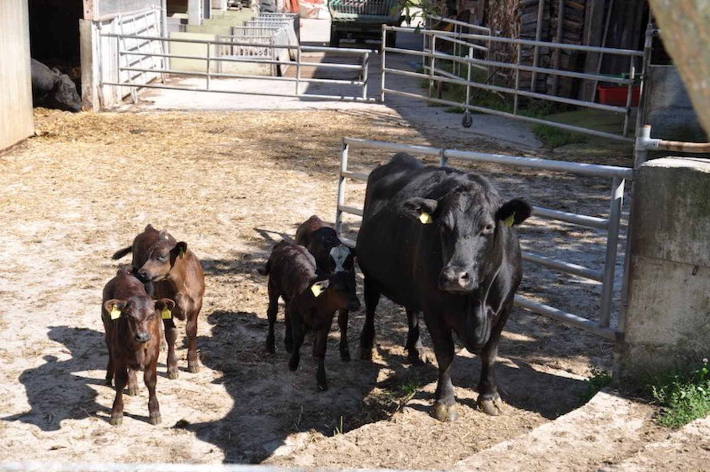 Anstelle des Auslaufs auf eine Weide kann der Auslauf in einen Laufhof gewährt werden. (Bild sgi)