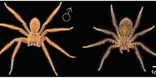 Cupiennius salei lebt in Zentralamerika und gelangte über Bananen-Exporte in andere Länder. Daher blieb die Bezeichnung "Bananenspinne" an ihr hängen. Sie ist eine beliebte Labor-Spinne als Modell. (Bild Kuhn-Nentwig et al. 2015)