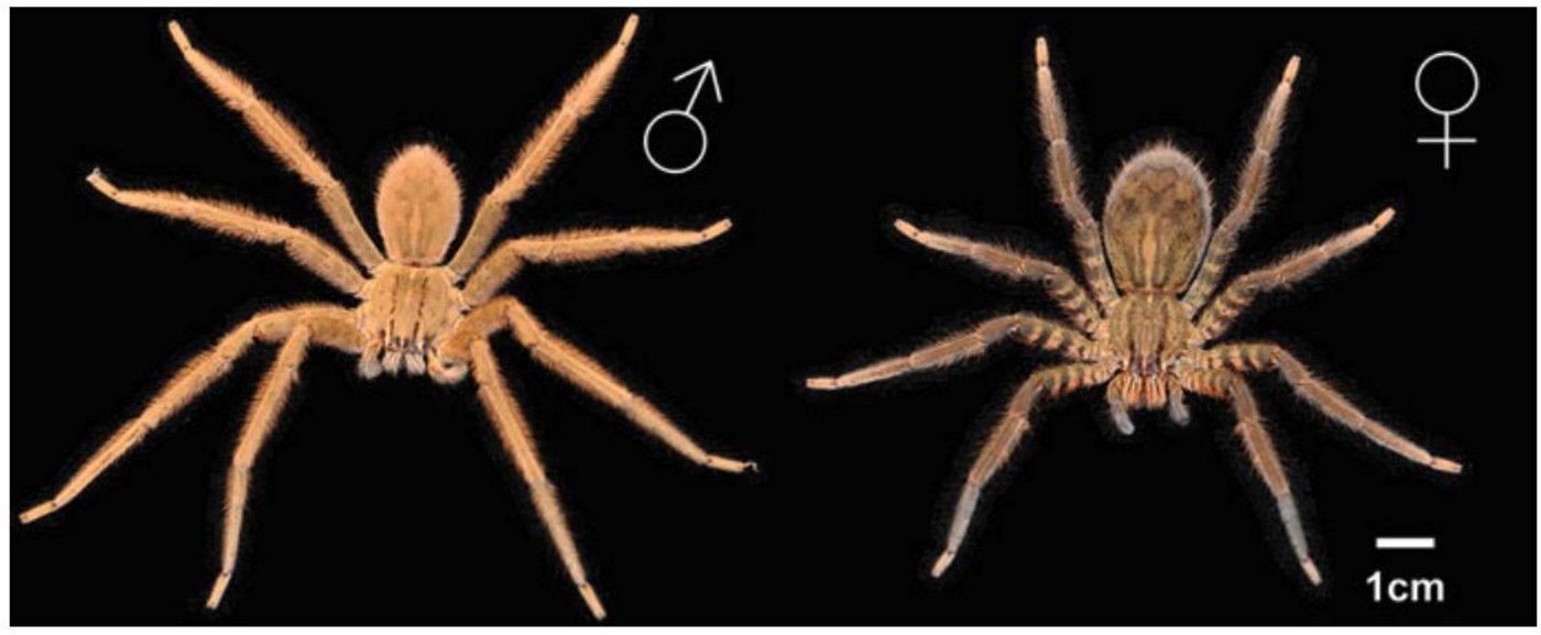 Cupiennius salei lebt in Zentralamerika und gelangte über Bananen-Exporte in andere Länder. Daher blieb die Bezeichnung "Bananenspinne" an ihr hängen. Sie ist eine beliebte Labor-Spinne als Modell. (Bild Kuhn-Nentwig et al. 2015)