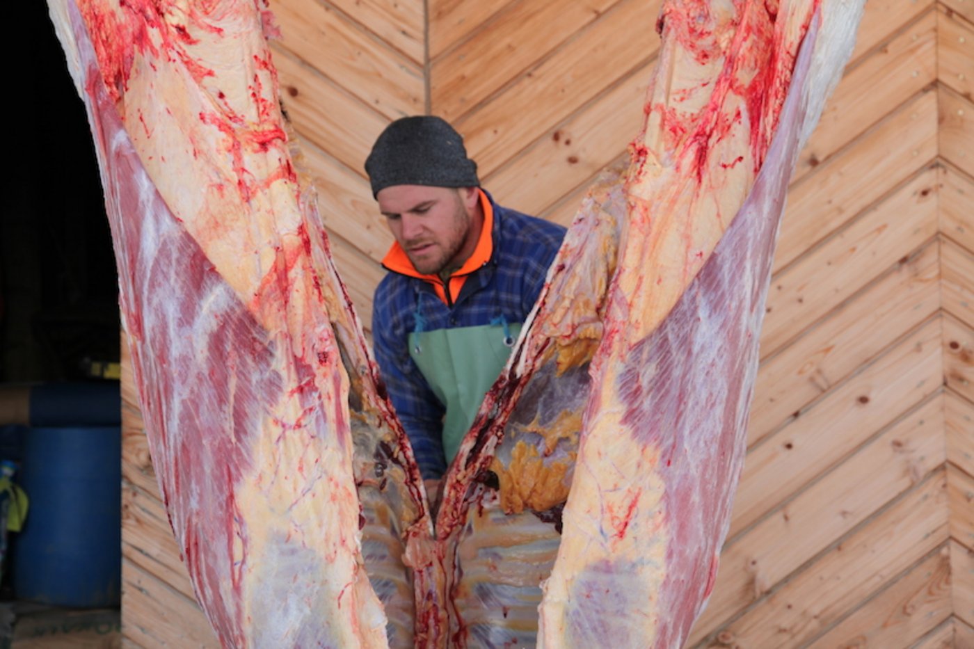 Metzger Arnold halbiert die geschlachtete Kuh. 8Bild Agnes Schneider Wermelinger)