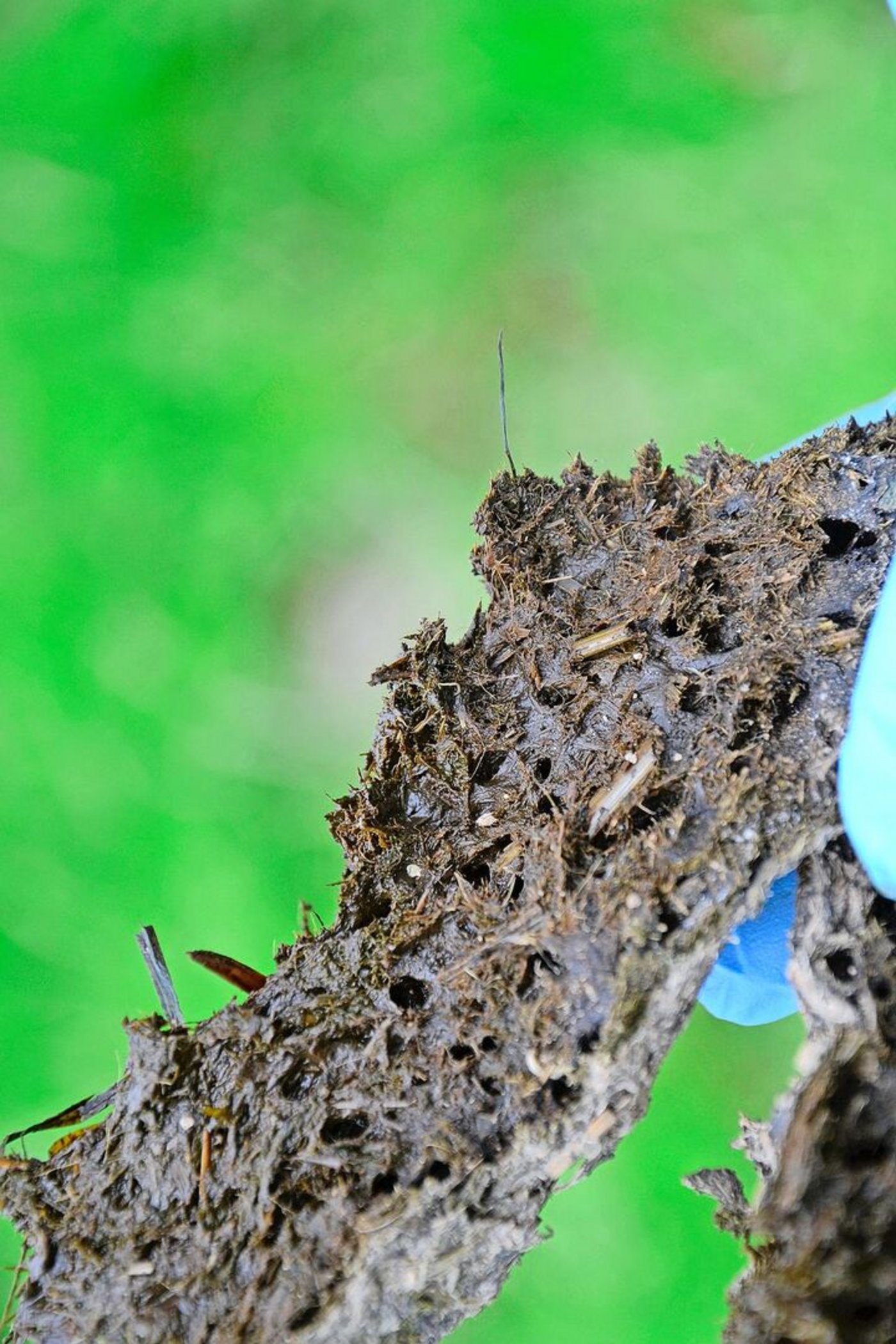 Im Dung lebt Verschiedenes und frisst sich durch die Masse.