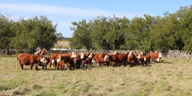 Die Herde reinrassiger Hereford ist der grosse Stolz vom Joaquin Stirling in Young, Uruguay. Weiter züchtet er  300 Holstein-Milchkühe und 200 Fleischschafe und pflanzt Soja, Mais und Sorghum. Total besitzt der Nachkomme englischer Einwanderer 2000 Hektaren.