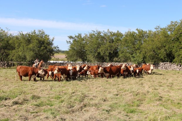 Die Herde reinrassiger Hereford ist der grosse Stolz vom Joaquin Stirling in Young, Uruguay. Weiter züchtet er 300 Holstein-Milchkühe und 200 Fleischschafe und pflanzt Soja, Mais und Sorghum. Total besitzt der Nachkomme englischer Einwanderer 2000 Hektaren.