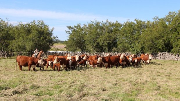 Die Herde reinrassiger Hereford ist der grosse Stolz vom Joaquin Stirling in Young, Uruguay. Weiter züchtet er 300 Holstein-Milchkühe und 200 Fleischschafe und pflanzt Soja, Mais und Sorghum. Total besitzt der Nachkomme englischer Einwanderer 2000 Hektaren.