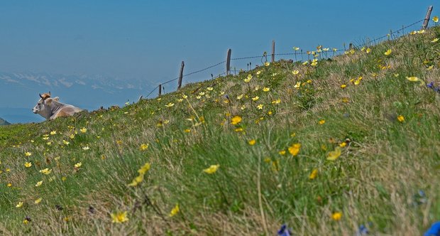 Weiden müssen gepflegt bzw. genutzt werden, damit sie offen bleiben. Kühe fressen aufkommendes Gebüsch nicht, Ziegen und Schafe hingegen schon. (Symbolbild Pixabay)