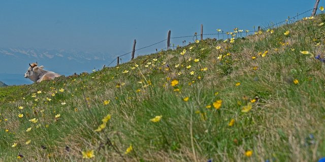 Weiden müssen gepflegt bzw. genutzt werden, damit sie offen bleiben. Kühe fressen aufkommendes Gebüsch nicht, Ziegen und Schafe hingegen schon. (Symbolbild Pixabay)