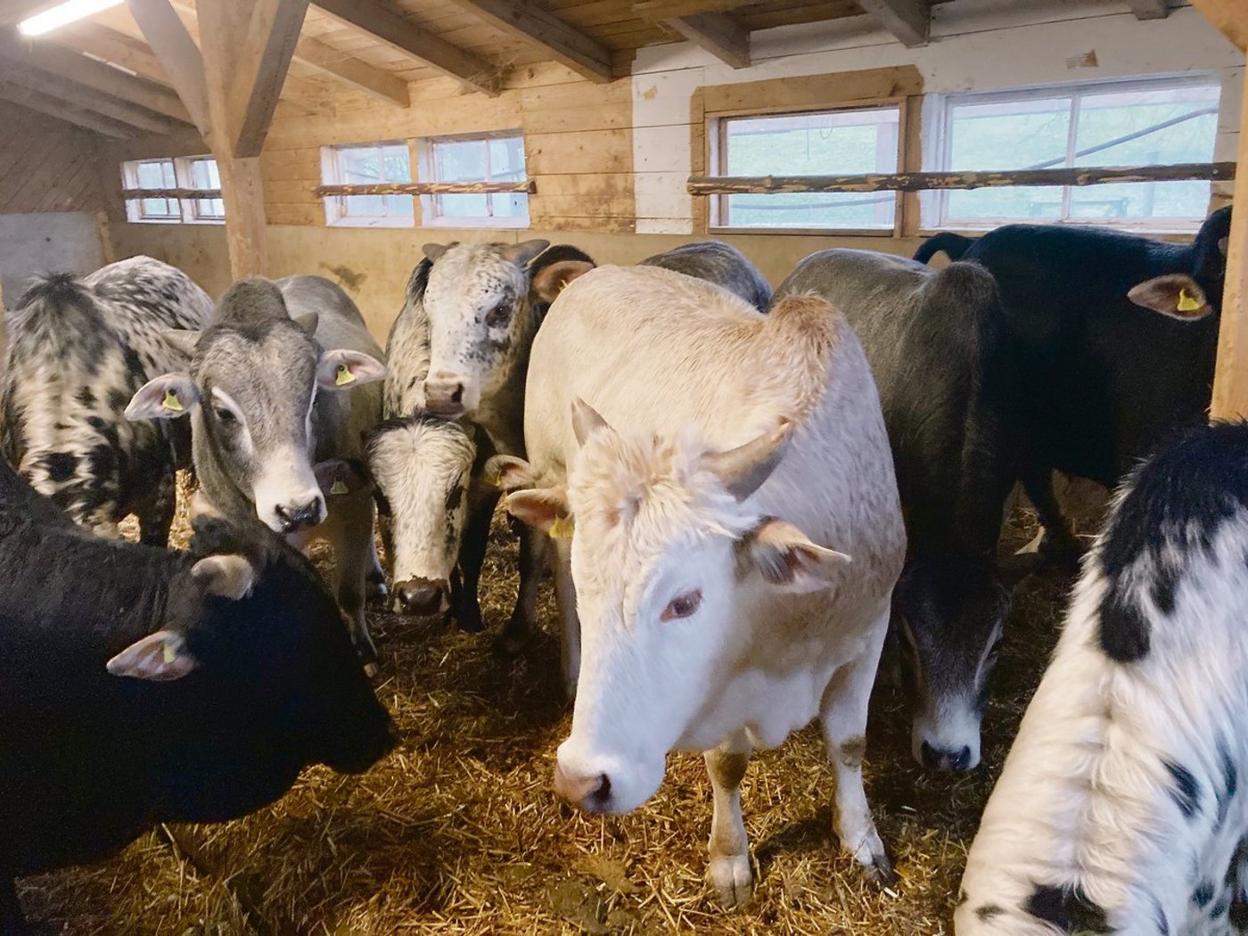 Unkomplizierter Umgang mit den Stieren: Auch im «Buäbästall» sind Besucher willkommen.