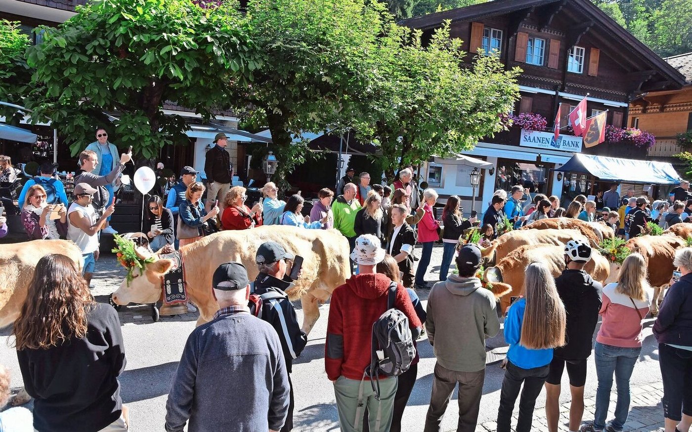 Das Gedränge an der Promenade ist gross: Die Kühe liessen sich dabei nicht aus der Ruhe bringen.