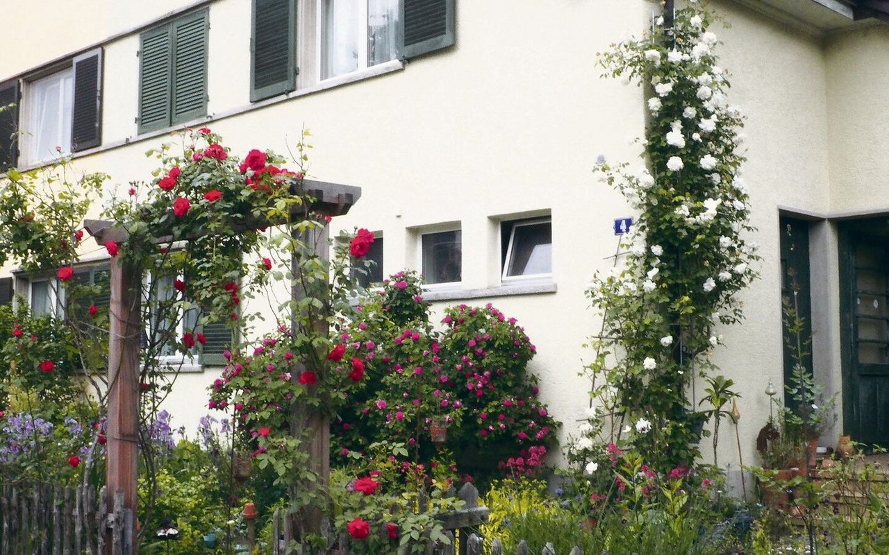 Ob an einem Rankbogen, an einer Fassade oder am Fallrohr: Kletterrosen bereichern das Gartenbild mit Blüten, Hagebutten und Düften.