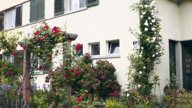 Ob an einem Rankbogen, an einer Fassade oder am Fallrohr: Kletterrosen bereichern das Gartenbild mit Blüten, Hagebutten und Düften.