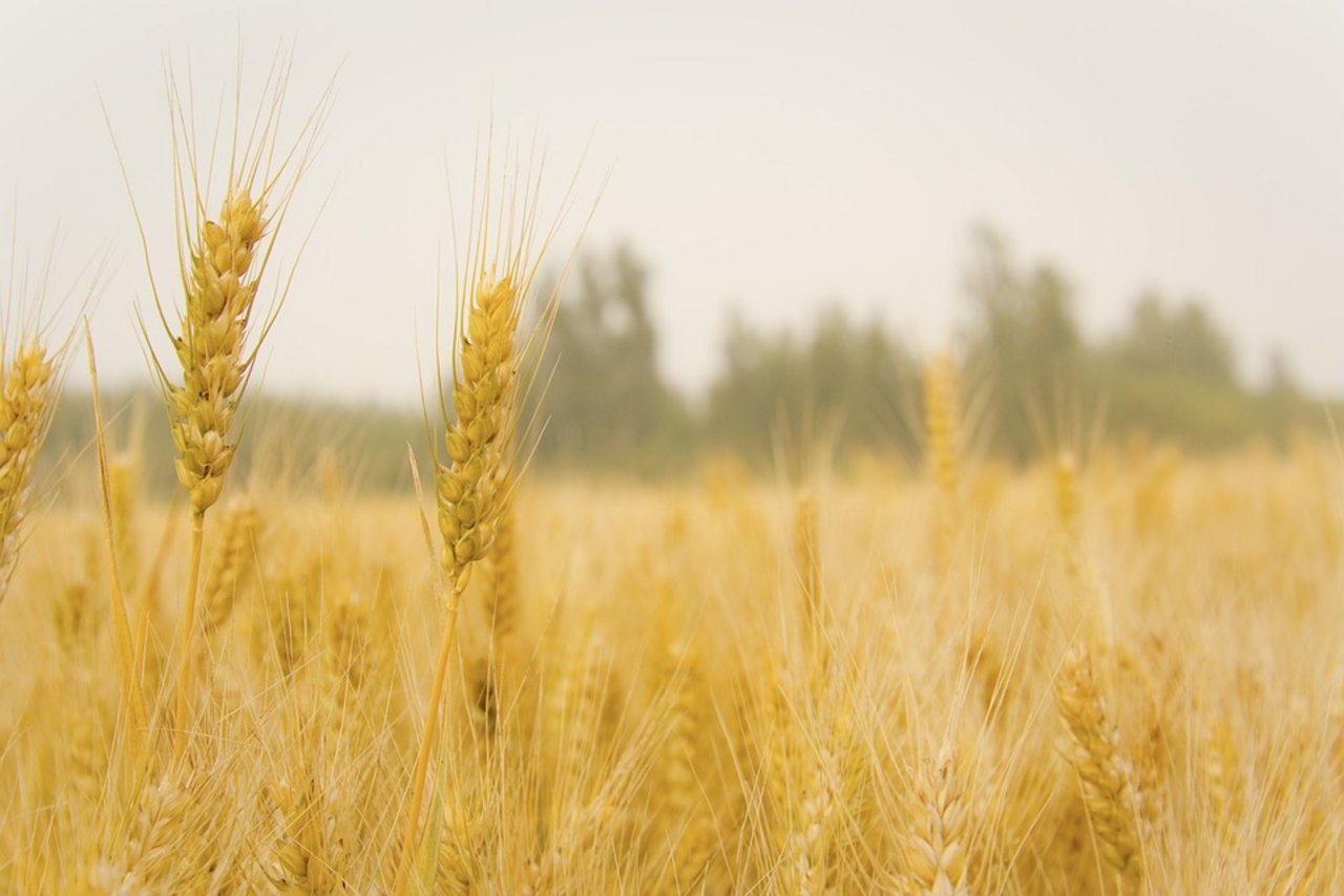 In der EU dürfte die Weizenanbaufläche stabil bleiben. (Bild Pixabay)