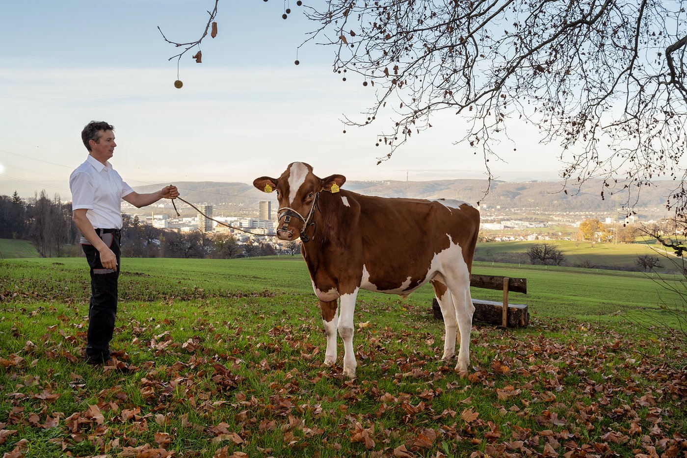 Der Siegermuni fürs Esaf 2022 kommt aus dem Stall von Jürg Degen. (Bild Barbara Sorg, Esaf Pratteln im Baselbiet)