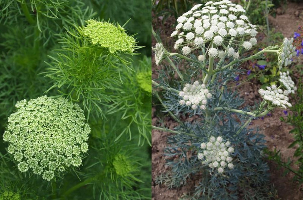 Das Zahnstocherkraut (links) bildet üppige Schirme und der Mondfenchel hat viele kleine Dolden-Monde. (Bilder Ruth Bossardt)