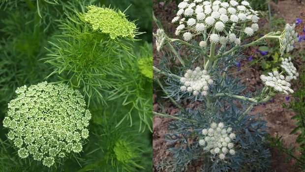 Das Zahnstocherkraut (links) bildet üppige Schirme und der Mondfenchel hat viele kleine Dolden-Monde. (Bilder Ruth Bossardt)