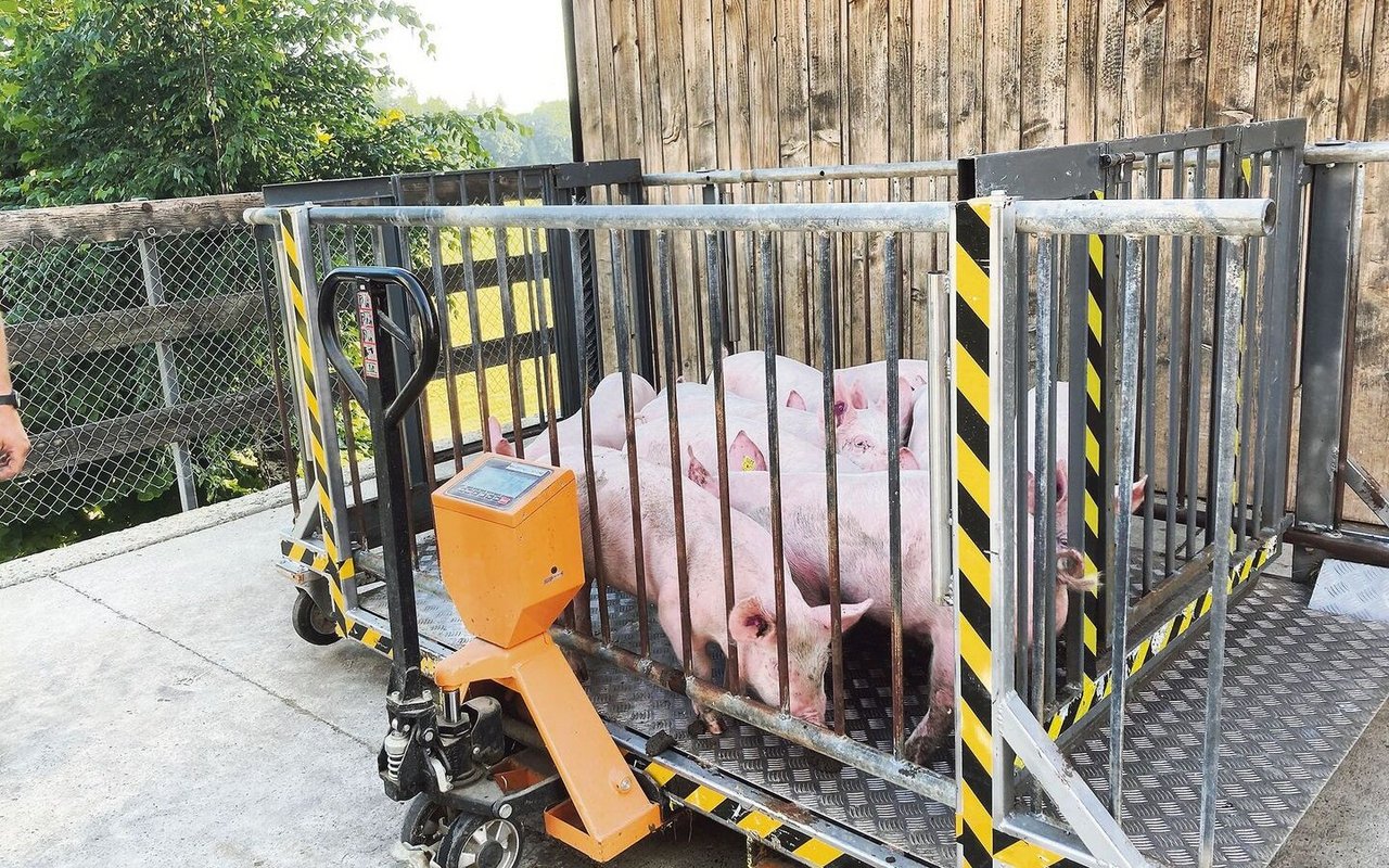 Der selbst gebaute Warteraum lässt sich leicht von Hand schieben, kann aber auch mit dem Front- oder Pneulader transportiert werden.