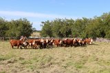 Die Herde reinrassiger Hereford ist der grosse Stolz vom Joaquin Stirling in Young, Uruguay. Weiter züchtet er 300 Holstein-Milchkühe und 200 Fleischschafe und pflanzt Soja, Mais und Sorghum. Total besitzt der Nachkomme englischer Einwanderer 2000 Hektar 