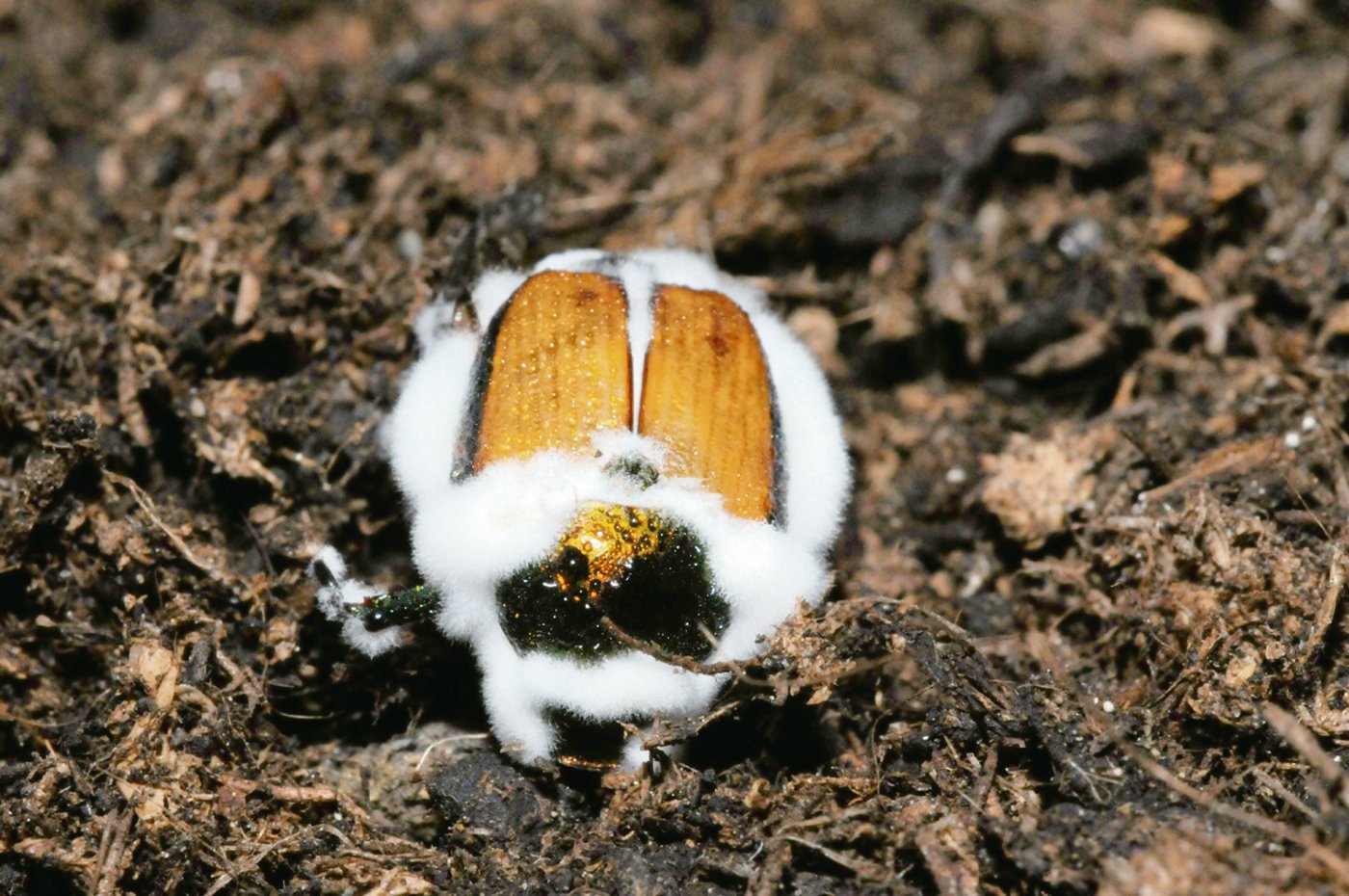 Der Pilz Metarhizium wächst hier gerade aus einem erwachsenen Japankäfer aus.(Bild Christian Schweizer, Agroscope)