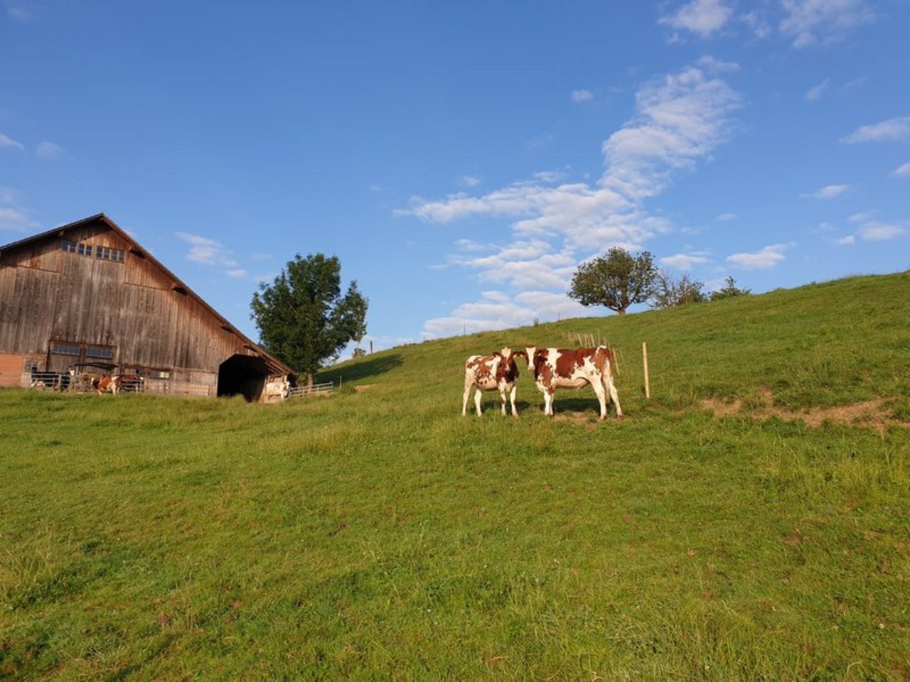 Labelprodukte wie IP-Suisse, Bio-Suisse, Weidebeef, Kag-Freiland sollen aus Sicht der Agrarallianz gefördert, der totale Konsum an Fleisch, Milch und Eiern aber gesenkt werden. (Symbolbild BauZ)