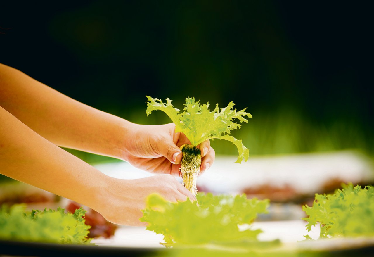 Hydro-Salat, der ohne Erde und mit den Wurzeln in einer Nährlösung gewachsen ist, bildet einen grösseren Wurzelballen, als wenn er auf dem Feld wächst.(Bild Pixabay)