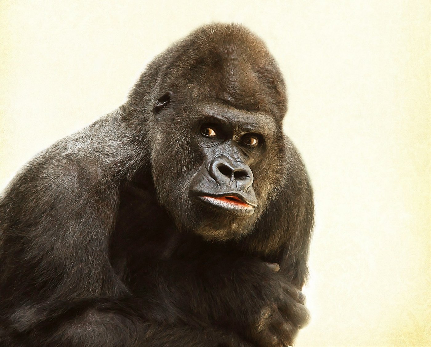 Der älteste Gorilla der Welt ist in Kalifornien gestorben. (Symbolbild Pixabay)
