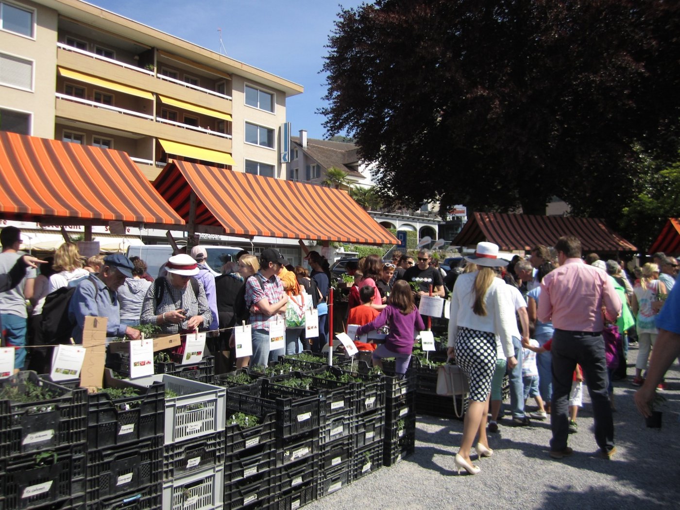 Trotz stolzen Preisen grosse Kauflust am Setzlingsmarkt von Pro Specie Rara in Weggis.  (Bilder Heidi Scherer)