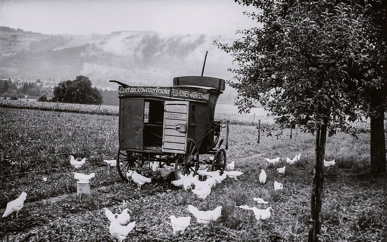In den 1930er-Jahren propagierte Geflügelexpertin Margrit Häberli die mobile Freilandhaltung für Legehennen (hier ein Bild vom Schwand in Münsingen BE). Das Mastgeflügel hielt man damals auf dem Schwand in Drahtkäfigen.