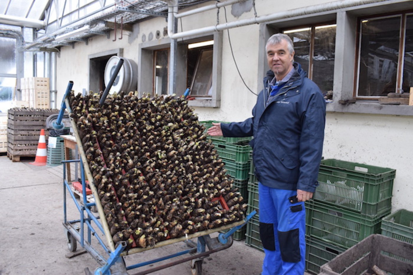 Aus diesen Wurzeln wächst der Chicorée-Zapfen.