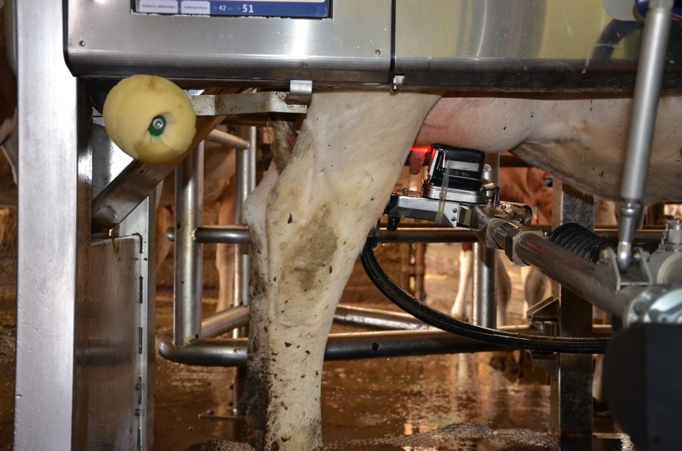 Melkroboter: Mittlerweilen ist die Technik ausgereift.     (Archivbild ak)