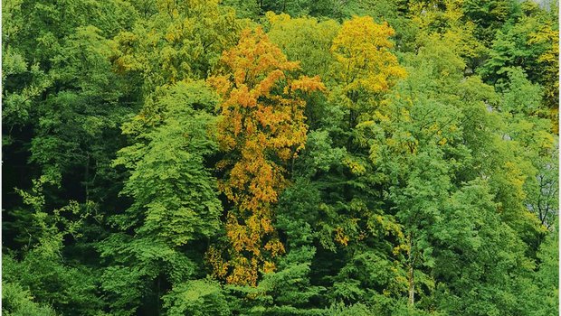 Buchen wechseln ihre Farbe, als ob der Herbst begonnen hätte. Die Auswirkungen der Trockenheit treten bei Bäumen verzögert auf. Nicht alle Bäume werden überleben. (Bild zVg)