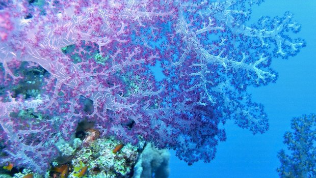 So farbenfroh zeigen sich immer weniger Korallen am Great Barrier Reef in Australien, dem grössten Korallenriff der Welt. Die höheren Temperaturen aufgrund des Klimawandels setzen den empfindlichen Korallen stark zu. (Bild Pixabay)