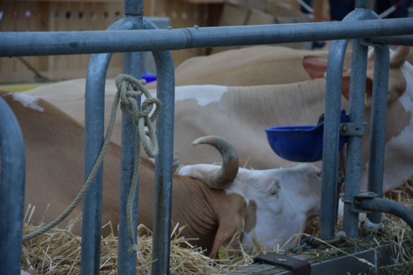 ... genau wie ihre Milchkuhkollegin. 