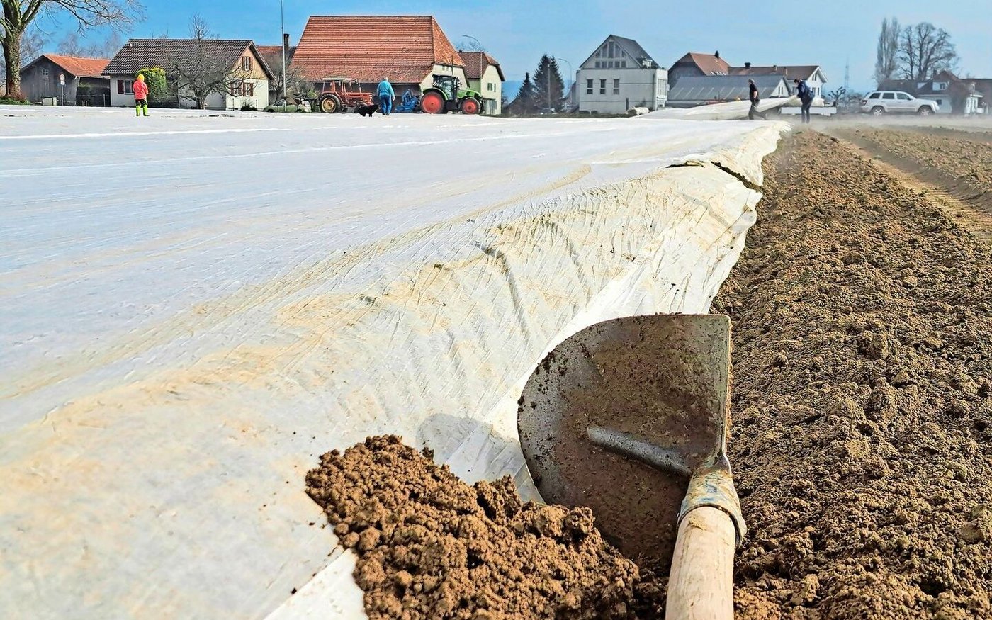Frühkartoffeln sind bereits z. T. unter Vlies. Früh gesetzte Knollen profitieren besonders vom Vorkeimen.