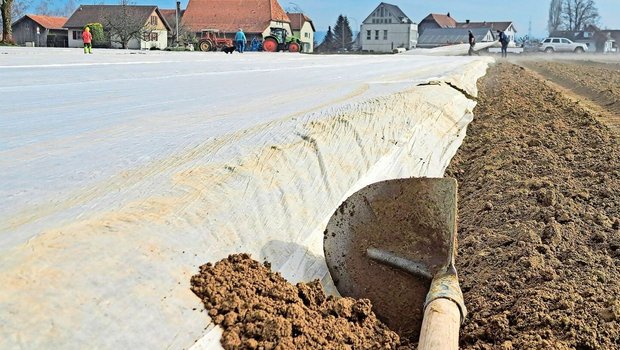 Frühkartoffeln sind Frühkartoffeln sind bereits z. T. unter Vlies. Früh gesetzte Knollen profitieren besonders vom Vorkeimen.