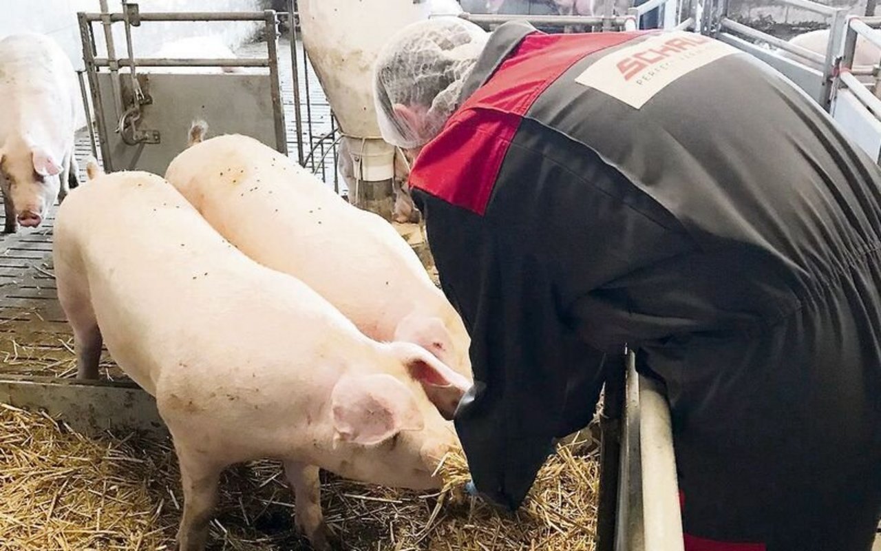 Lieber die Schweine im Rampenlicht als er als Person: Instagrammer Nik auf Besuch bei einem «Söieler».