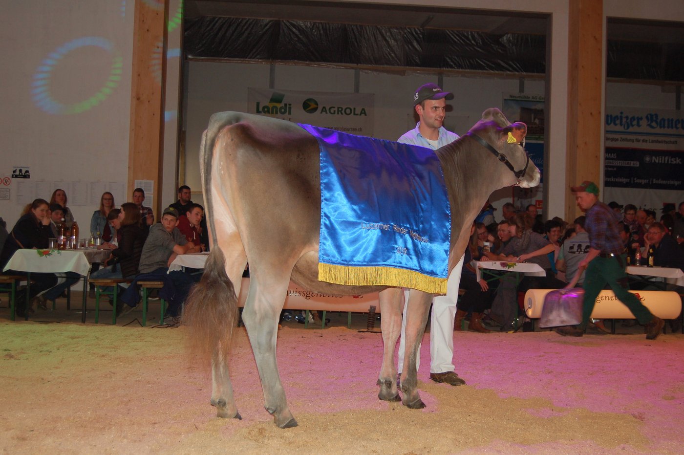 Supreme Champion der Rindernightshow: GoldHill Phil Jaline von Kilian Pfulg, Romoos. (Bilder Marina Schrackmann)