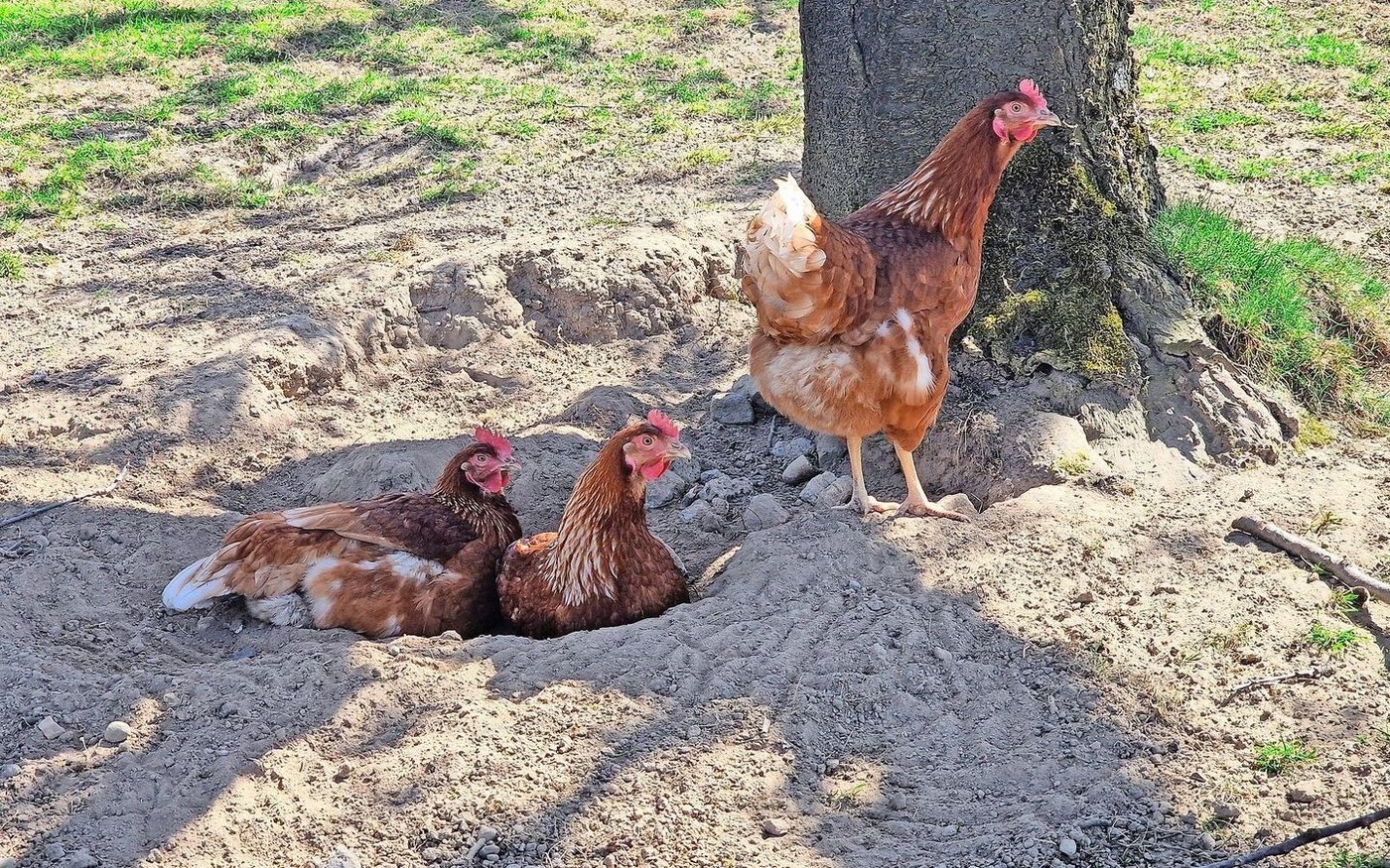 Legehennen im Auslauf: Das Tierwohl steht auf dem Gutisberg an oberster Stelle – auch ohne Labelorganisation.