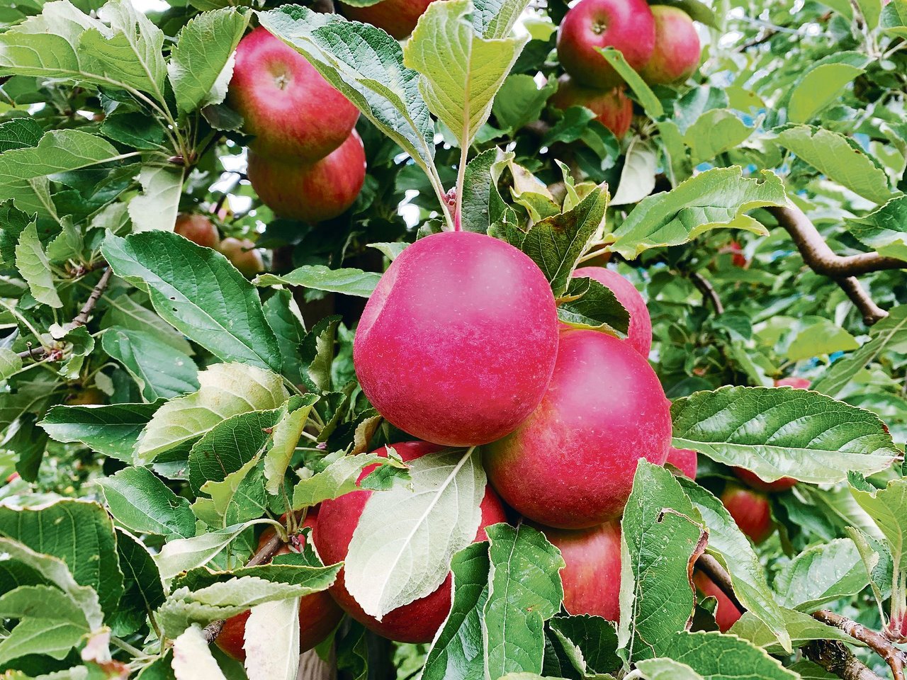 Die meisten Obstbauern würden bei Annahme der Trinkwasser-Initiative aus dem ÖLN aussteigen. Äpfel würden dann intensiver und weniger umweltfreundlich produziert. (Bild Josef Scherer)